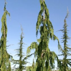 Cyprysik nutkajski JUBILEE - sadzonki