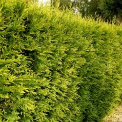 Żywotnik zachodni (thuja) AUREOSPICATA - sadzonki