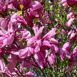 Magnolia RICKI - sadzonki