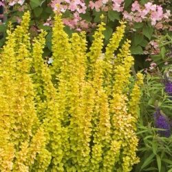 Berberys thunberga GOLDEN TOWER - sadzonki