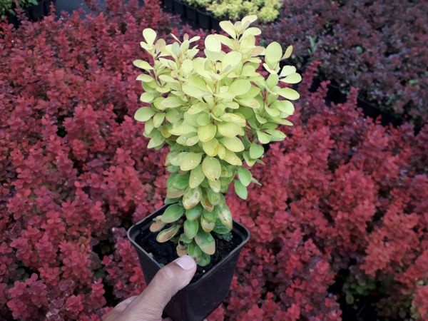 Berberys thunberga GOLDEN TOWER - sadzonki P9