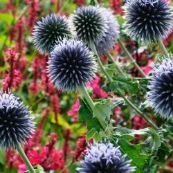 Przegorzan kulisty - sadzonki