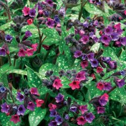 Miodunka VICTORIAN BROOCH - sadzonki