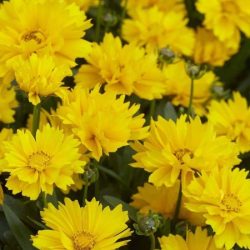 Nachyłek wielkokwiatowy PRESTO - sadzonki