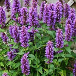 Kłosowiec BLUE BOA - sadzonki