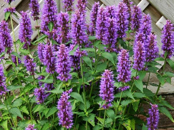 B152-klosowiec-blue-boa-4 Kłosowiec BLUE BOA - sadzonki