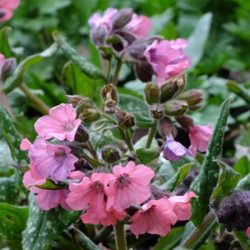 Miodunka plamista PINK HAZE - sadzonki