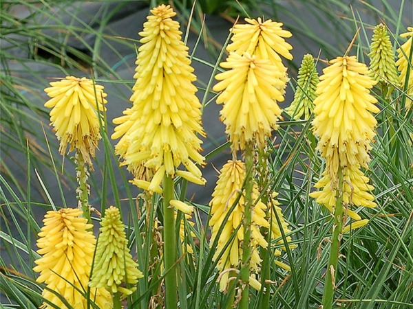 B173-trytoma-groniasta-poco-yellow-2 Trytoma POCO YELLOW - obrazek 1