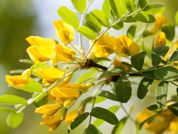 L110-karagana-syberyjska-1 Karagana syberyjska - obrazek 1