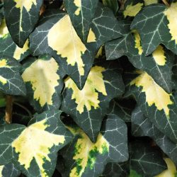 Bluszcz pospolity GOLDHEART