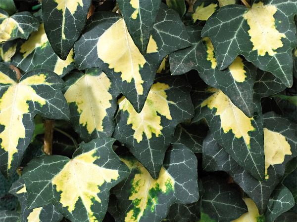 L176-bluszcz-pospolity-goldheart-1 Bluszcz pospolity GOLDHEART