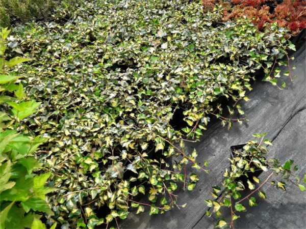 L176P09-bluszcz-pospolity-goldheart-sadzonki Bluszcz pospolity GOLDHEART Sadzonki