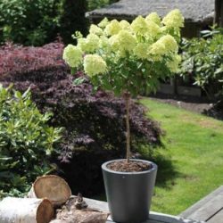 Hortensja bukietowa LIMELIGHT (na pniu) - sadzonki