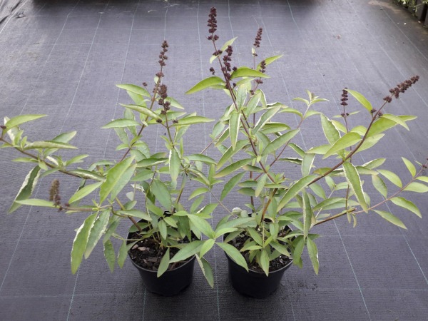 Budleja FREE PETITE Tutti Frutti - sadzonki w doniczkach C2