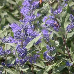 Barbula klandońska DARK KNIGHT - sadzonki