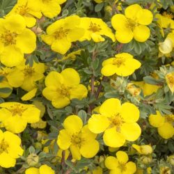 Pięciornik krzewiasty GOLDSTAR - sadzonki