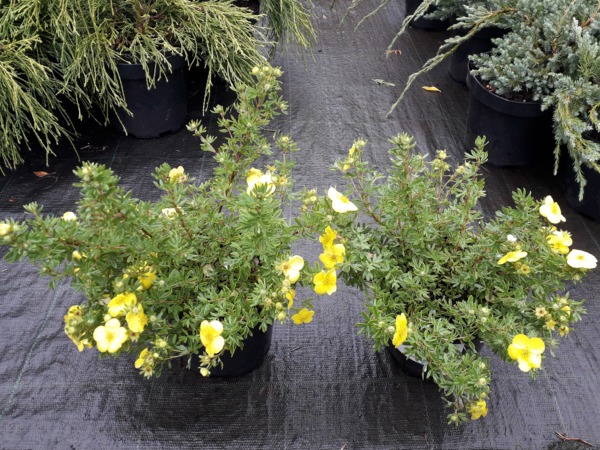 Pięciornik krzewiasty GOLDSTAR - sadzonk iw doniczkach C2