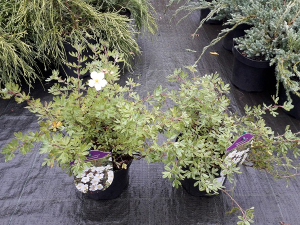 Pięciornik krzewiasty ABBOTSWOOD - sadzonk iw doniczkach C2