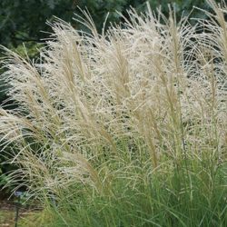 Miskant chiński GRAZIELLA - sadzonki