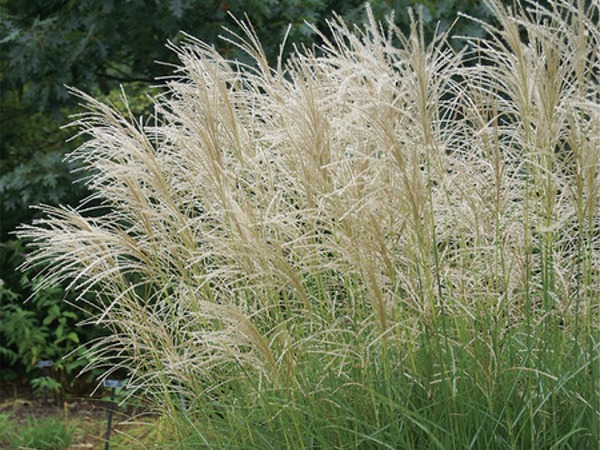 T032-miskant-chinski-graziella-2 Miskant chiński GRAZIELLA - sadzonki