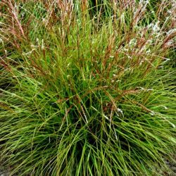 Miskant chiński CUTE ONE - sadzonki