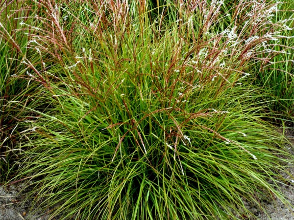 T033-miskant-chinski-cute-one-1 Miskant chiński CUTE ONE - sadzonki