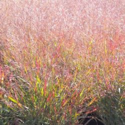 Proso rózgowate SHENANDOAH