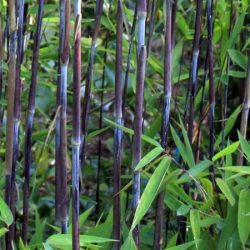 Fargezja lśniąca (fargesia nitida) BLACK PEARL - sadzonki