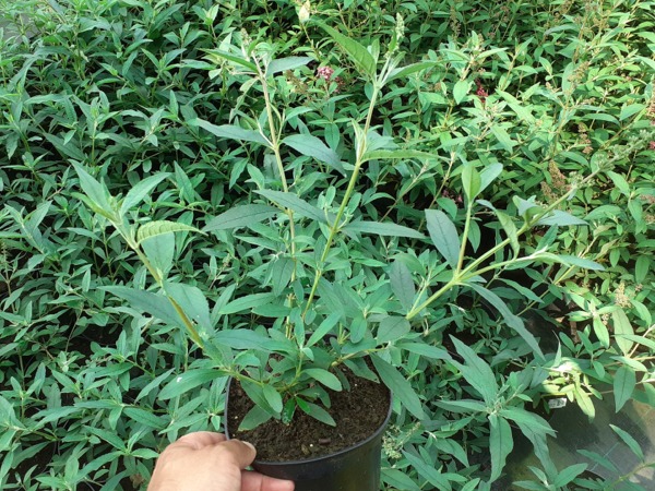 Budleja FREE PETITE Dark Pink - sadzonki w doniczkach C1,5