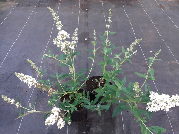 Budleja Dawida DREAMING WHITE - sadzonki w doniczkach C2