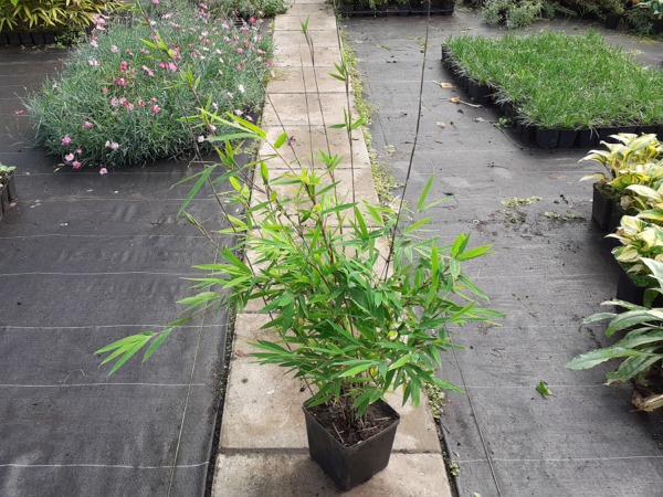 Fargezja lśniąca (fargesia nitida) BLACK PEARL - sadzonki w doniczkach C3