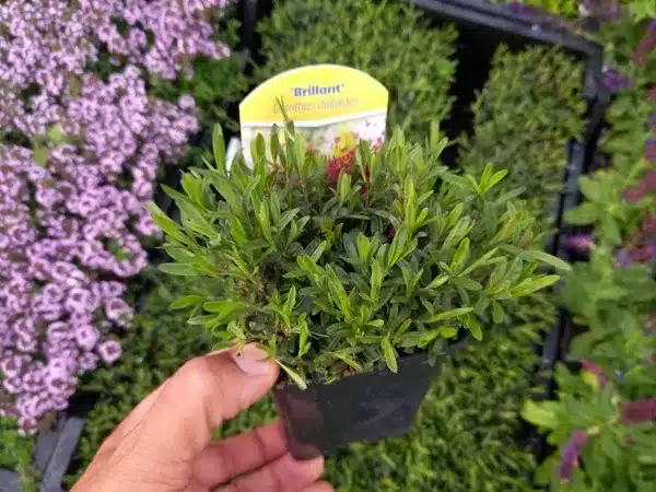 Goździk kropkowany BRILLIANT - sadzonki w doniczkach P9