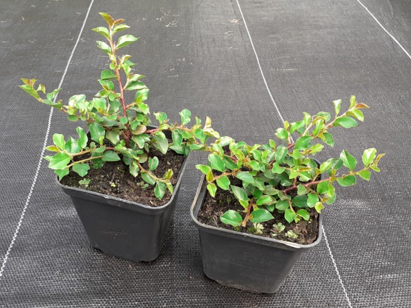 irga-pozioma-sadzonki-p9