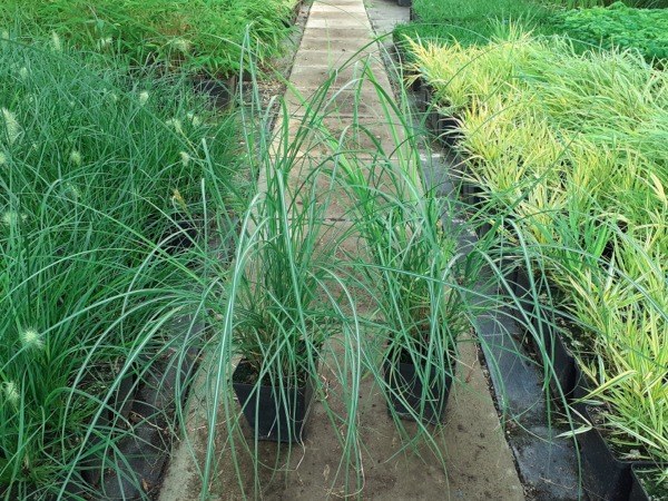 miskant-chinski-cute-one-sadzonki-p11 Miskant chiński CUTE ONE - sadzonki w doniczkach P11