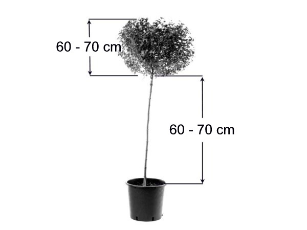 Hortensja bukietowa na pniu