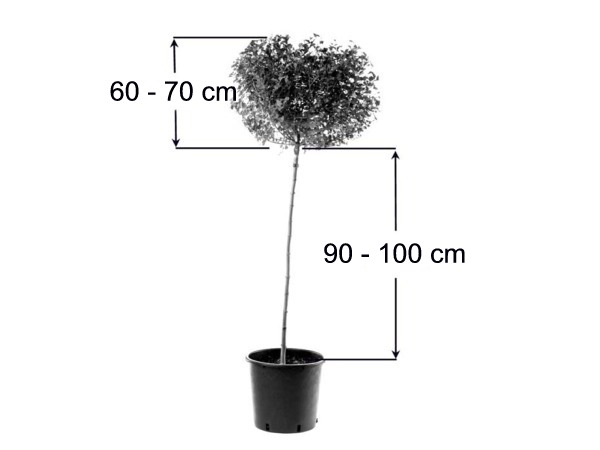 Hortensja bukietowa na pniu