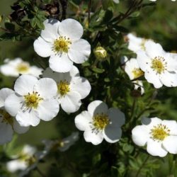 Pięciornik krzewiasty ABBOTSWOOD - sadzonki