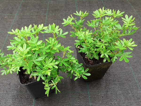 Pięciornik krzewiasty - sadzonki w doniczkach P9