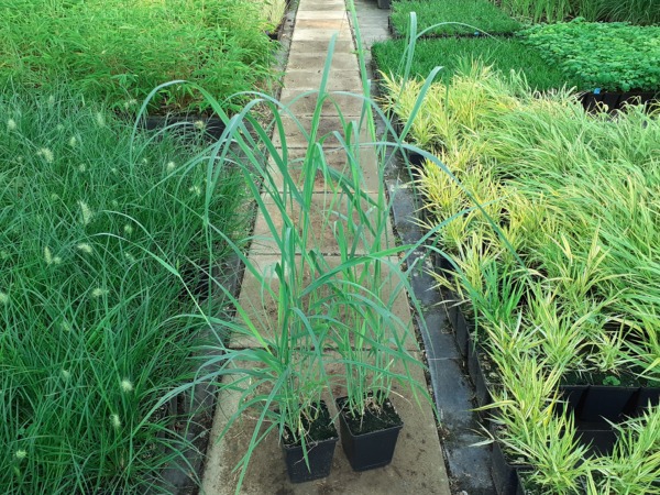 Proso rózgowate PRAIRIE SKY - sadzonki w doniczkach P11