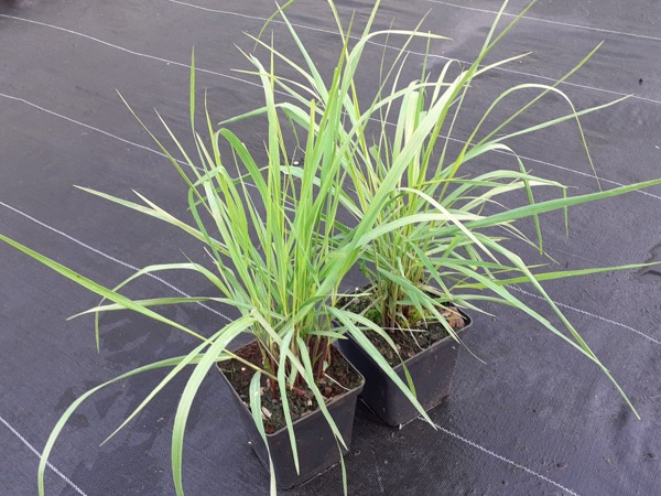 Proso rózgowate WARRIOR - sadzonki w doniczkach P11