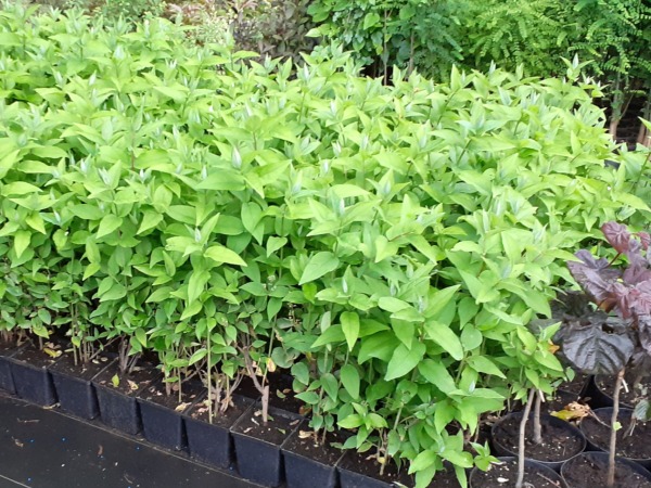 Żylistek szorstki - sadzonki w doniczkach P11