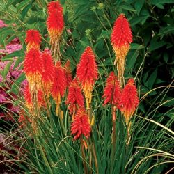 Trytoma Papaya Popsicle