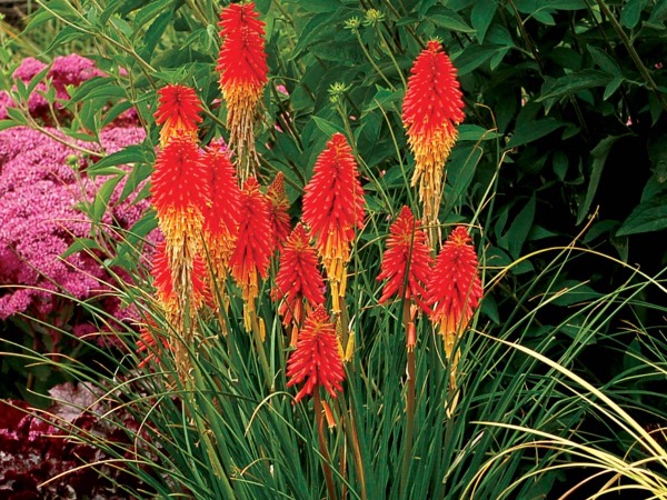 B174-trytoma-papaya-popsicle-2 Trytoma Papaya Popsicle