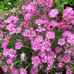 Goździk siny GRANDIFLORUS - sadzonki