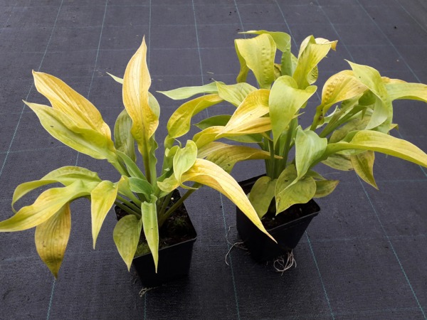 Funkia Hosta GOLDEN WAFFELS - sadzonki w doniczkach P11