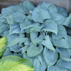 Funkia (hosta) FRAGRANT BLUE - sadzonki