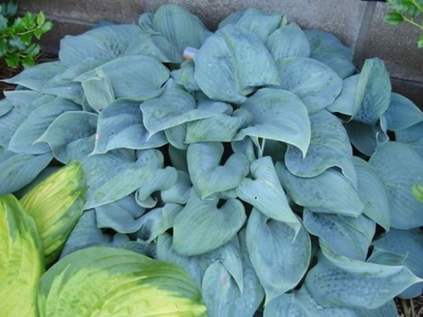 B179-funkia-fragrant-blue-3 Funkia (hosta) FRAGRANT BLUE - sadzonki