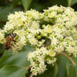 Ewodia koreańska (Ewodia Daniela)