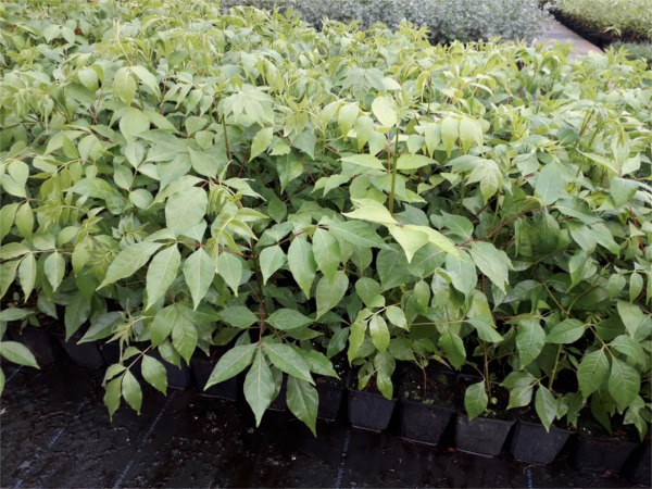 Ewodia koreańska (Ewodia Daniela) Sadzonki