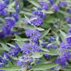 Barbula klandońska STERLING SILVER - sadzonki